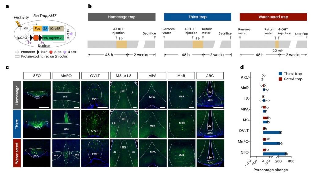 Study uncovers a neural circuit that prompts mice to stop drinking