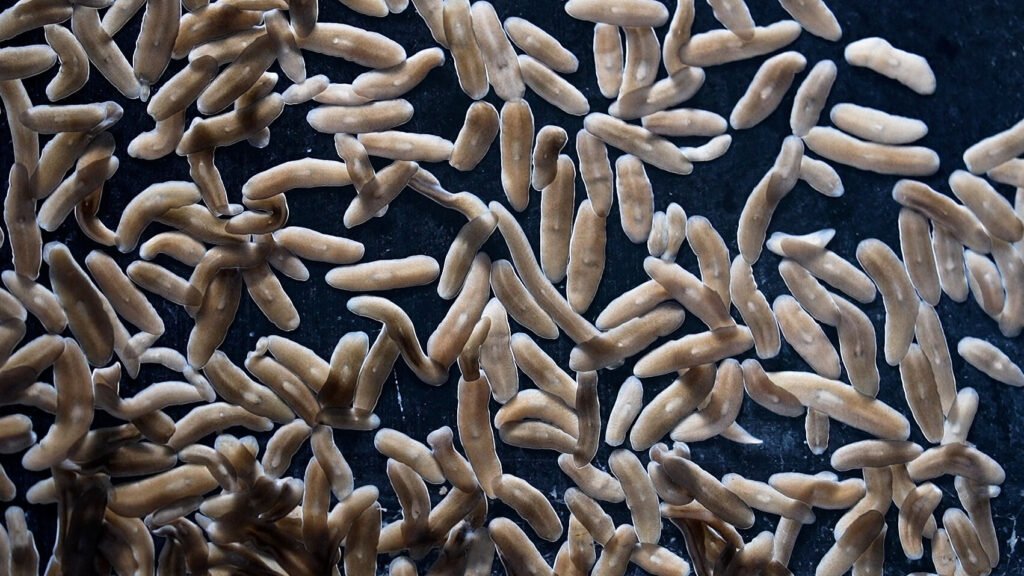 Tiny regenerative worm offers insights into tissue repair and regenerative medicine