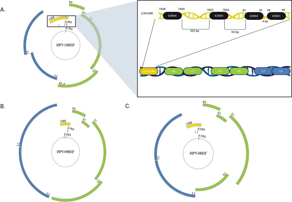 Undergraduate researcher identifies virus’s ability to replicate and cause cancer