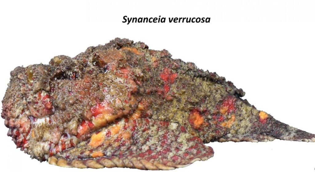 Venom from stonefish species may yield new medications