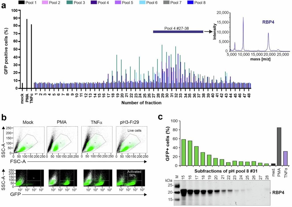 Vitamin A transporter reactivates latent HIV, providing another step towards a cure