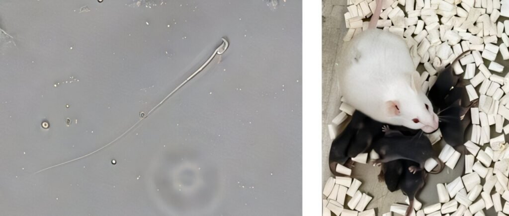 mRNA therapy restores sperm production and fertility in mice
