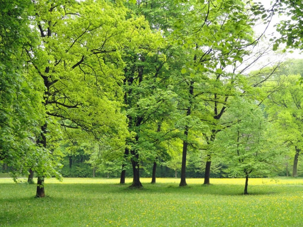 Greater exposure to greenness linked to fewer hospital stays for mental disorders