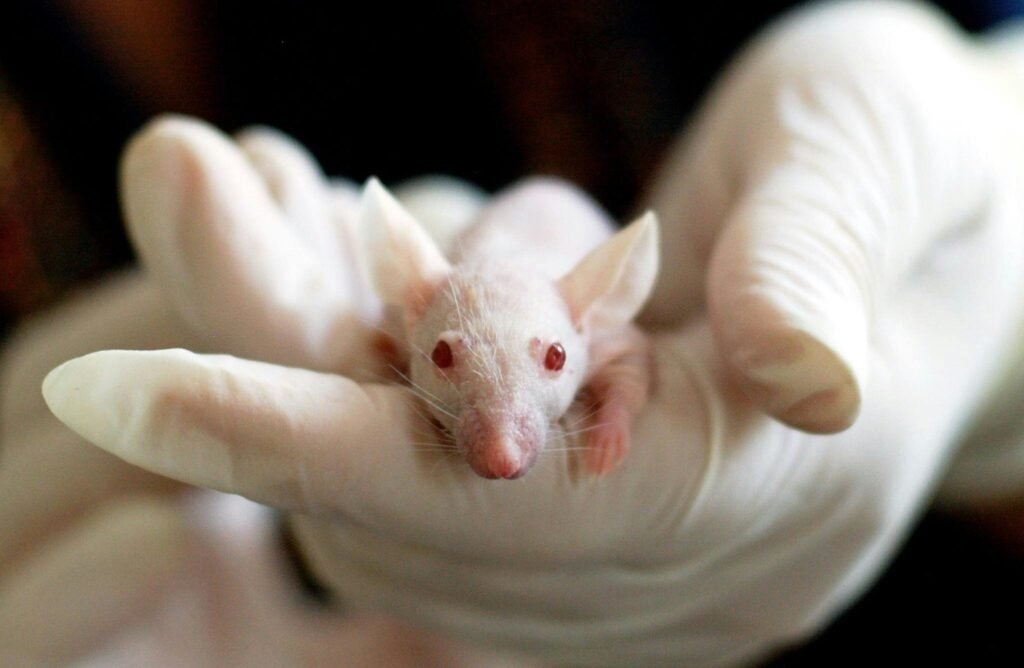 Why older mice have smaller offspring—and how sex may play a role