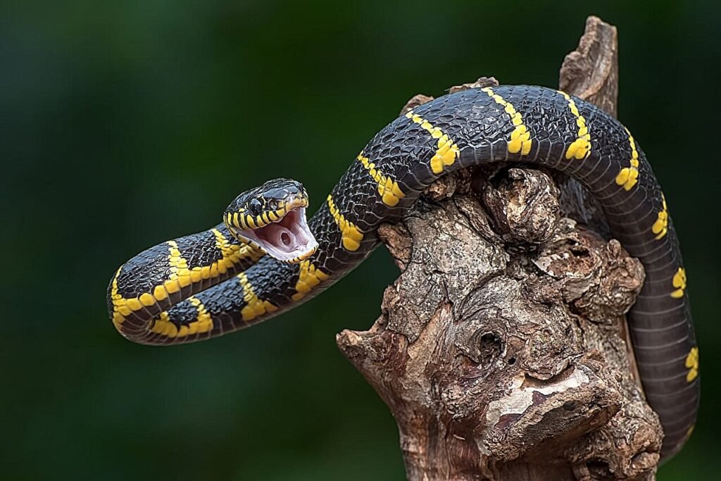 Why snake pee may be key to treating kidney stones and gout