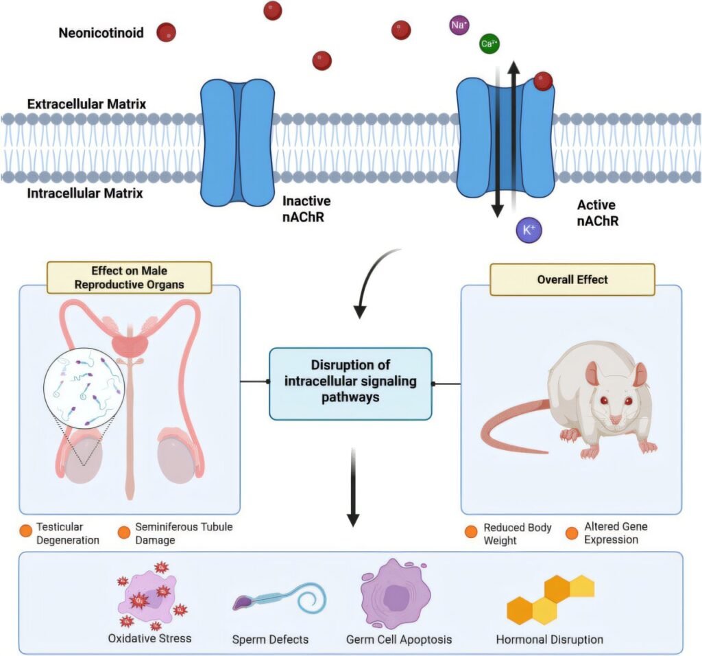 Widely used pesticides may lower sperm count